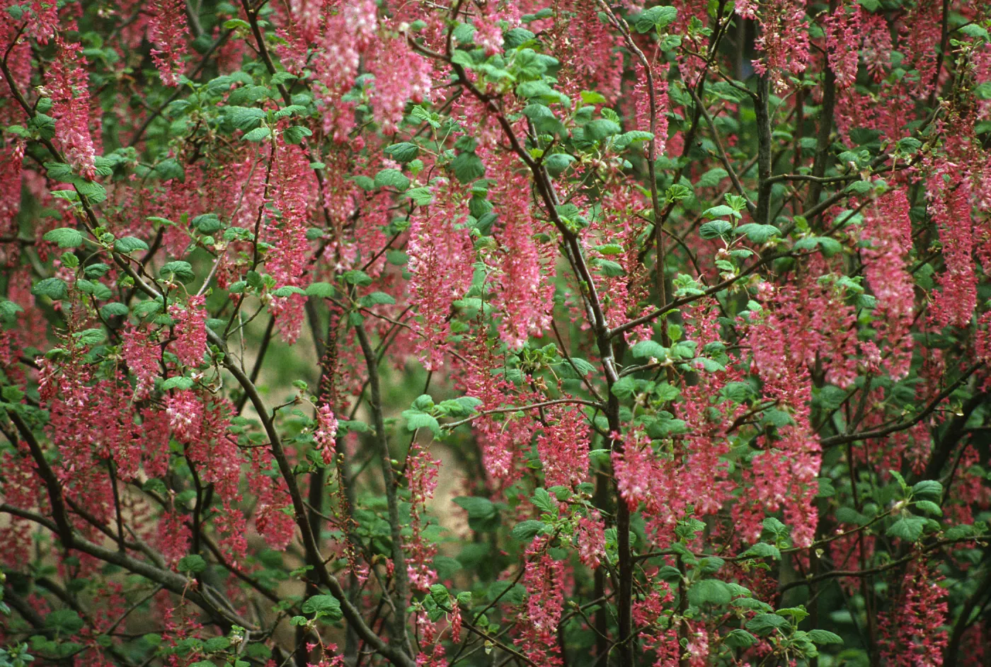 Ribes (Currant, Gooseberry )in bloom