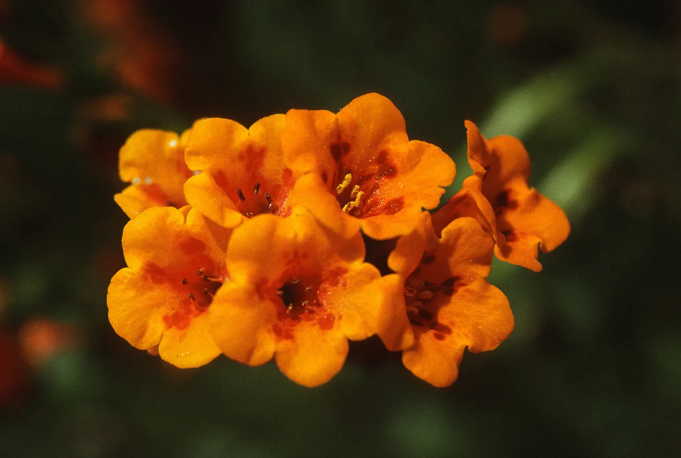 Amsinckia grandiflora, thrum flowers
