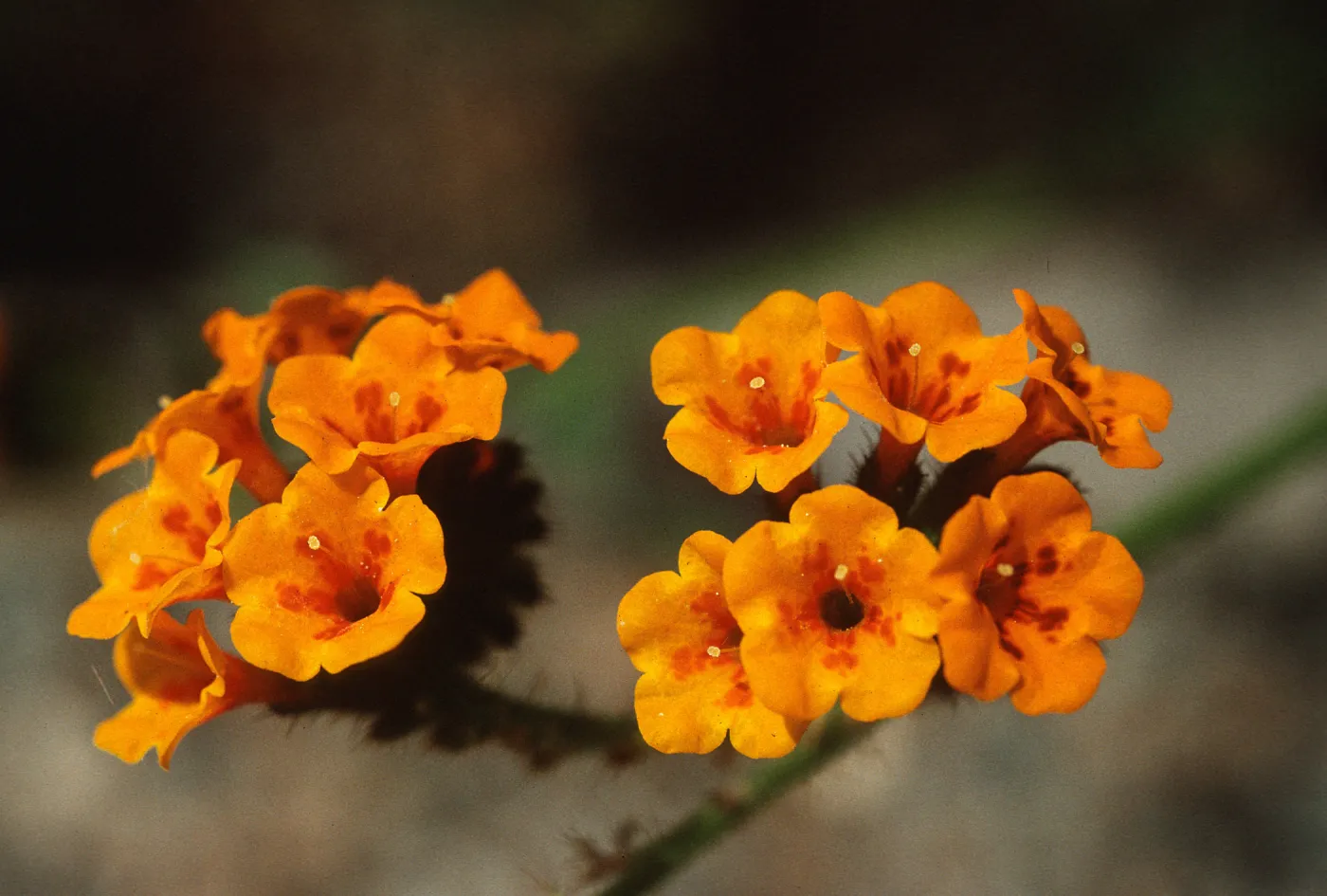 Amsinckia grandiflora, pin flowers