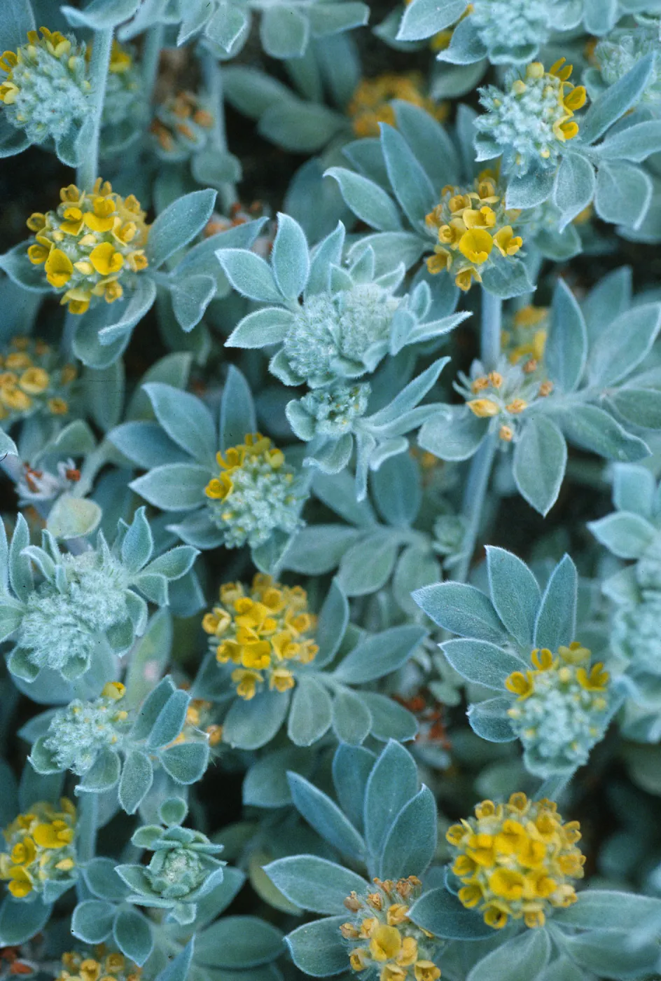 Lotus argophyllus ssp. niveus