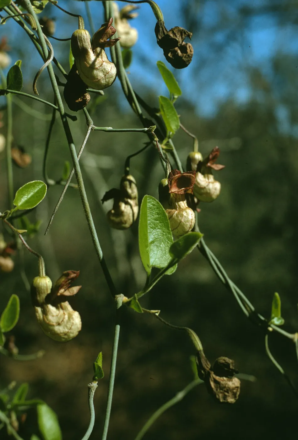 Aristolochea californica