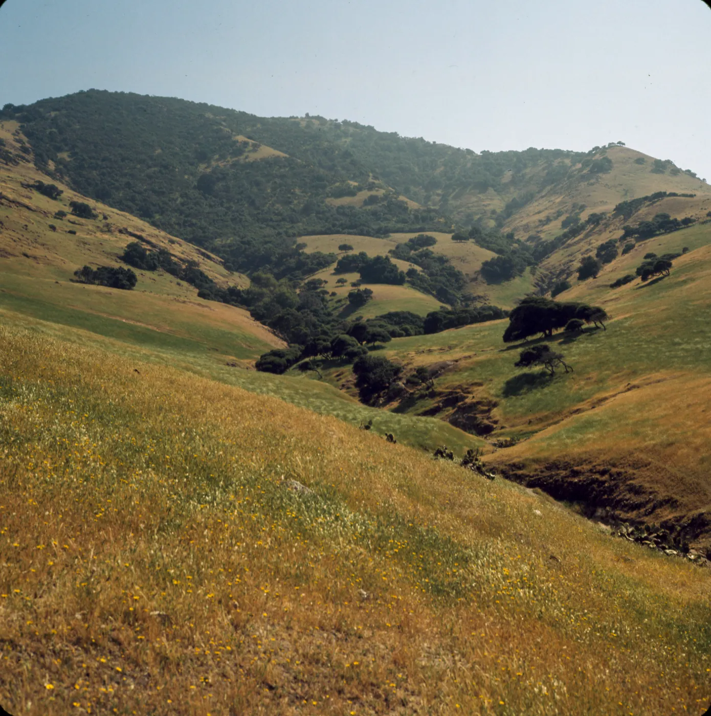 Santa Cruz Island
