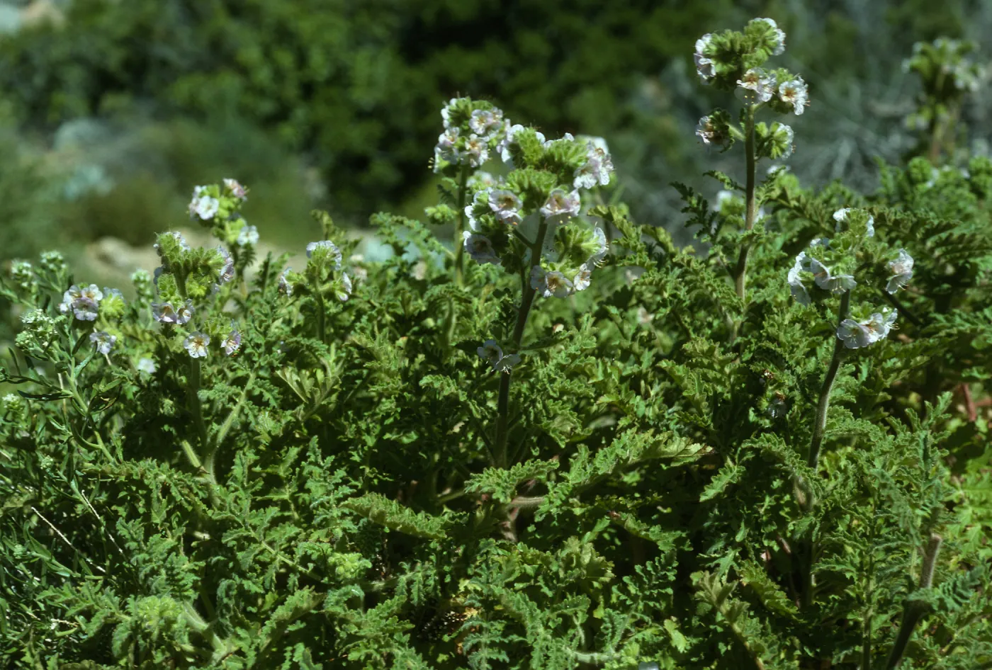 Phacelia ixodes, Canon de la Mina