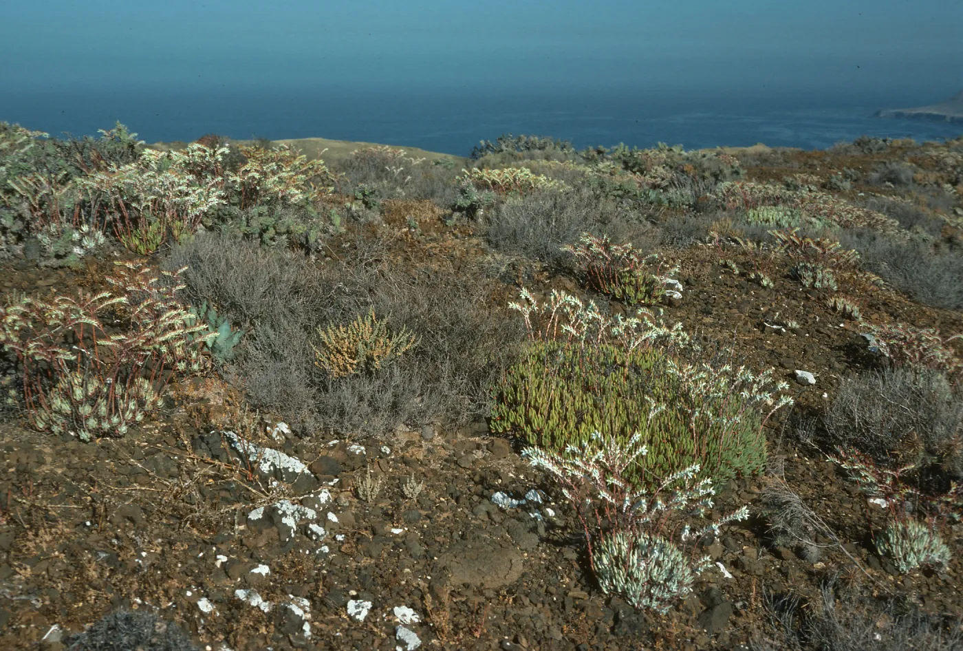 Dudleya albiflora habitat