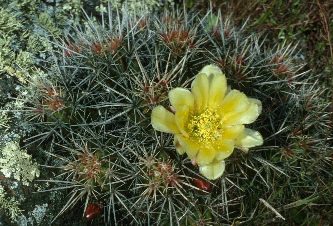 Echinocereus maritimus, San Martin Isl.