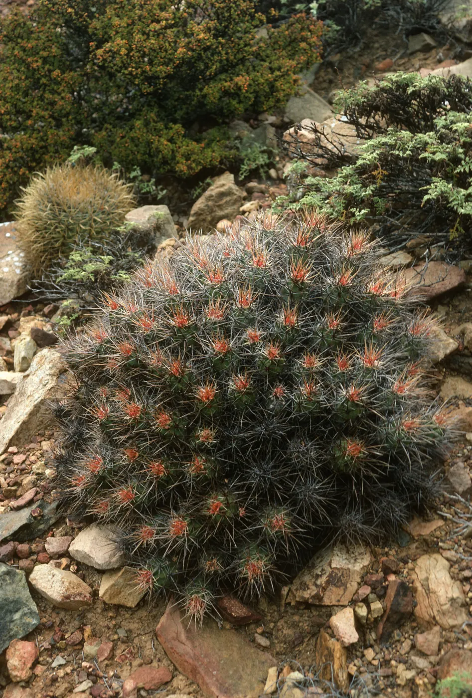 Echinocereus maritimus