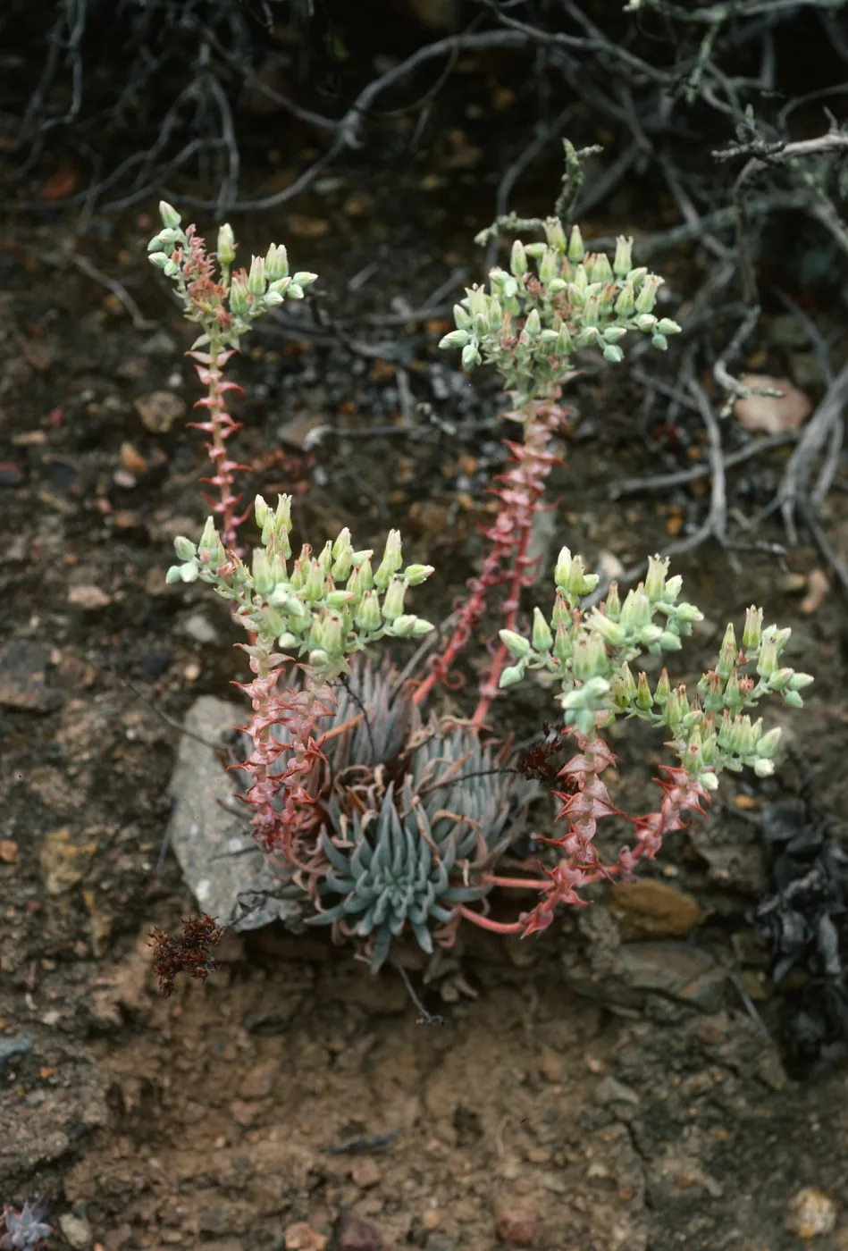 Dudleya cedroensis, Gran Canon, Cedros Isl.