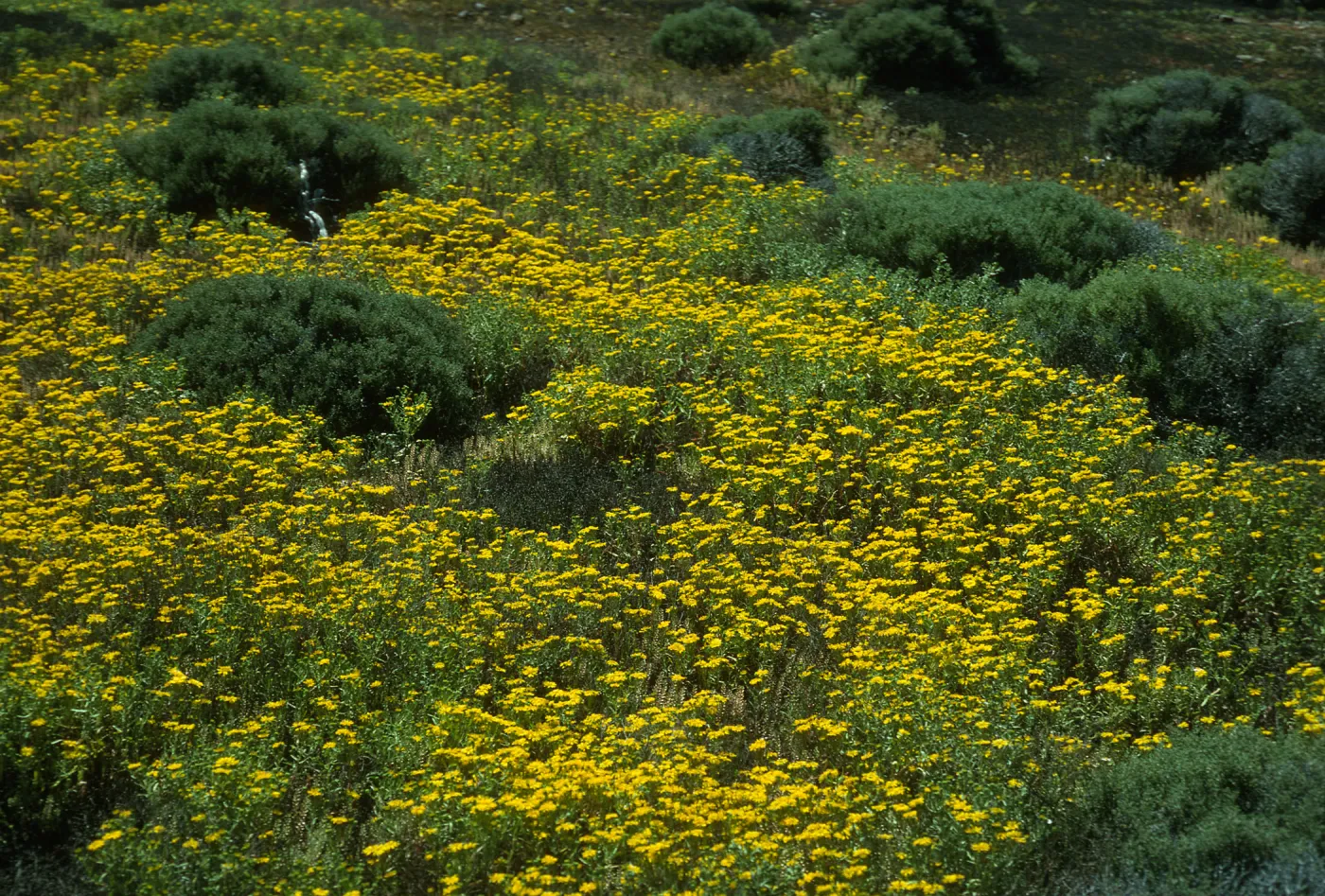 Hemizonia streetsii, NW side, San Benito Isl.
