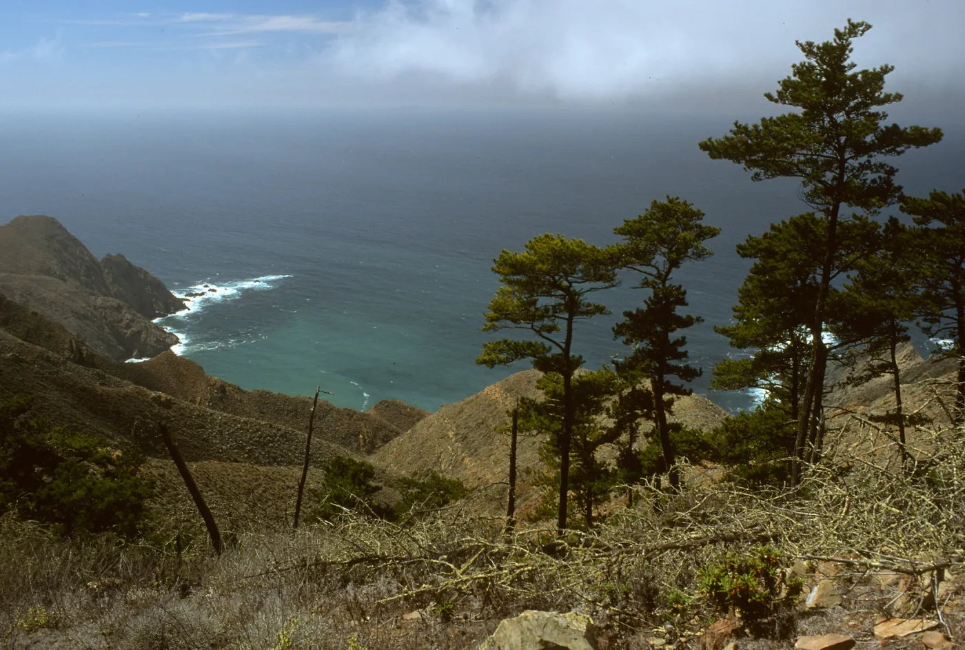 Pines on W side above Canon de la Mina, Cedros Isl.
