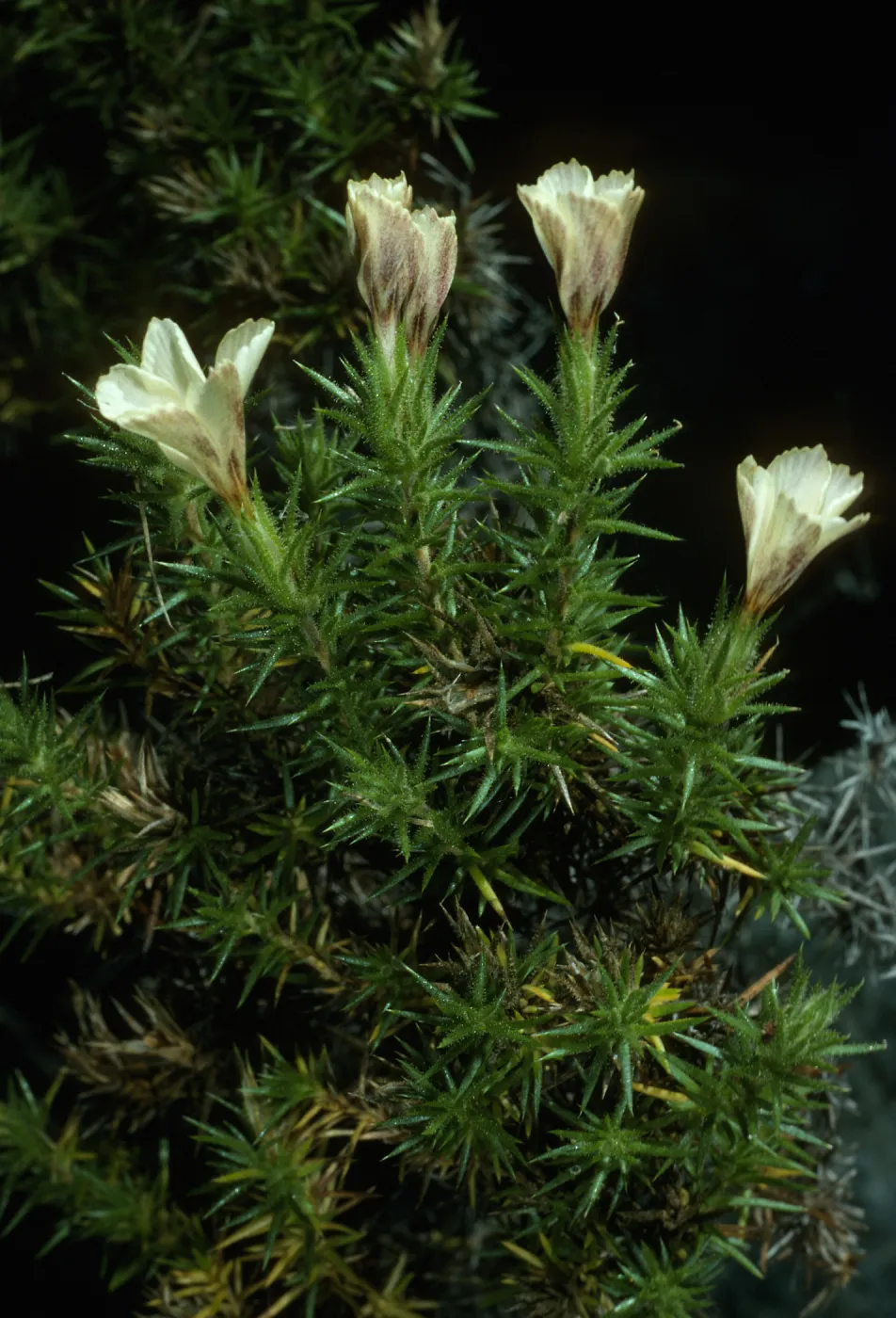 Leprodactylon veatchii, Canada de la Mina, Cedros Isl.