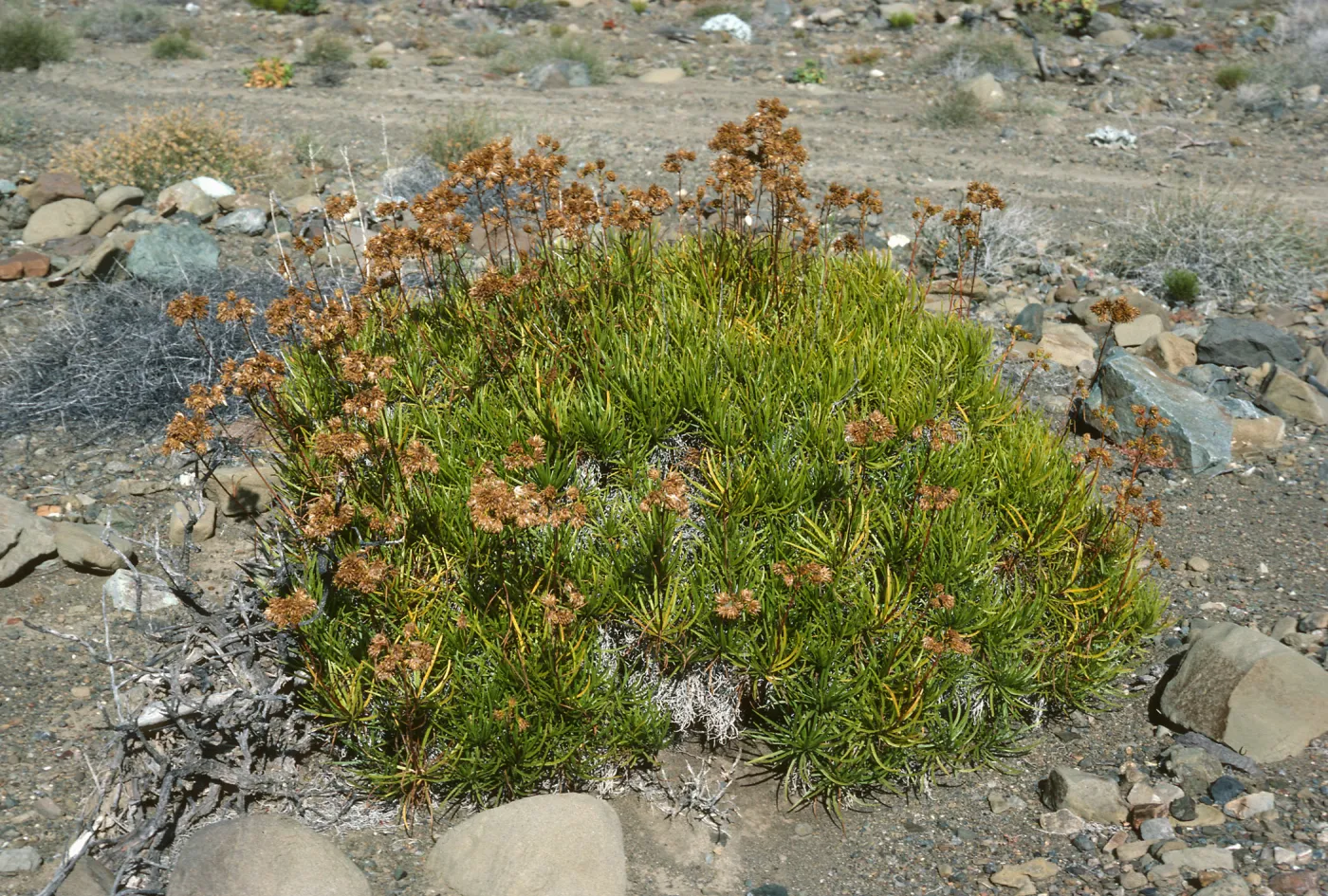 Encelia stenophylla, Gran Canon, Cedros Isl.