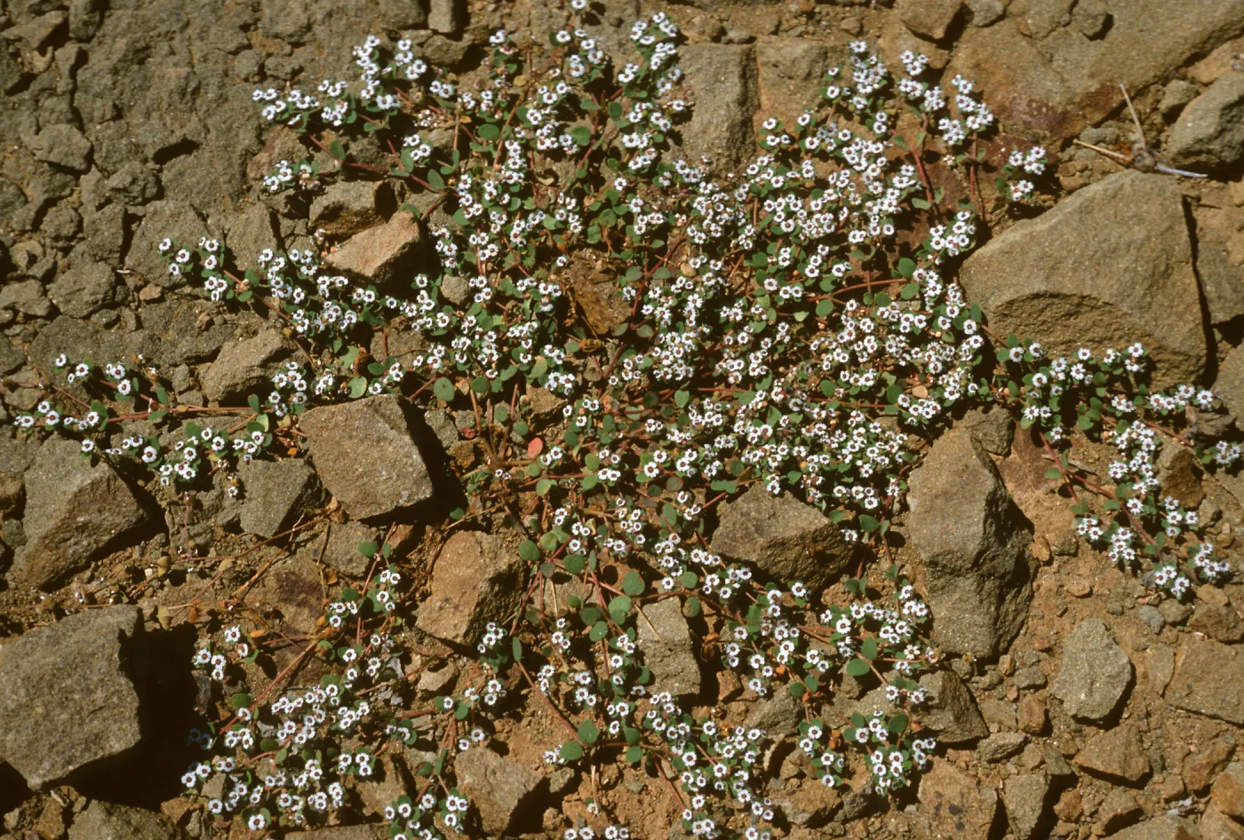 Euphoriba bartolomaei, E. of lighthouse, Natividad Isl.