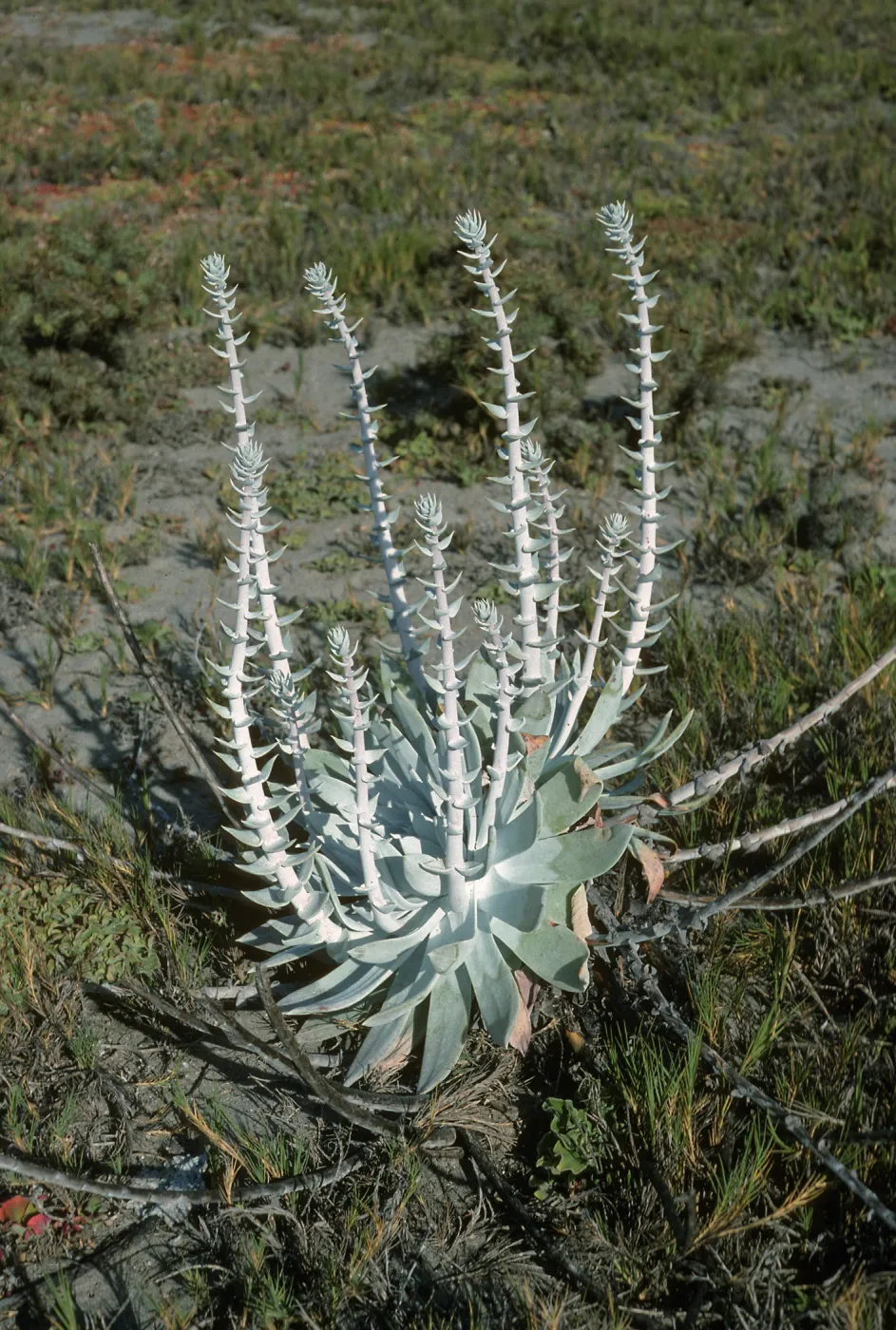 Dudleya anthonyi