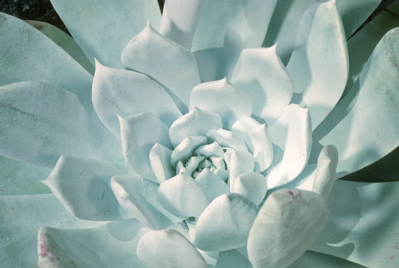 Dudleya anthonyi, San Martin Isl.