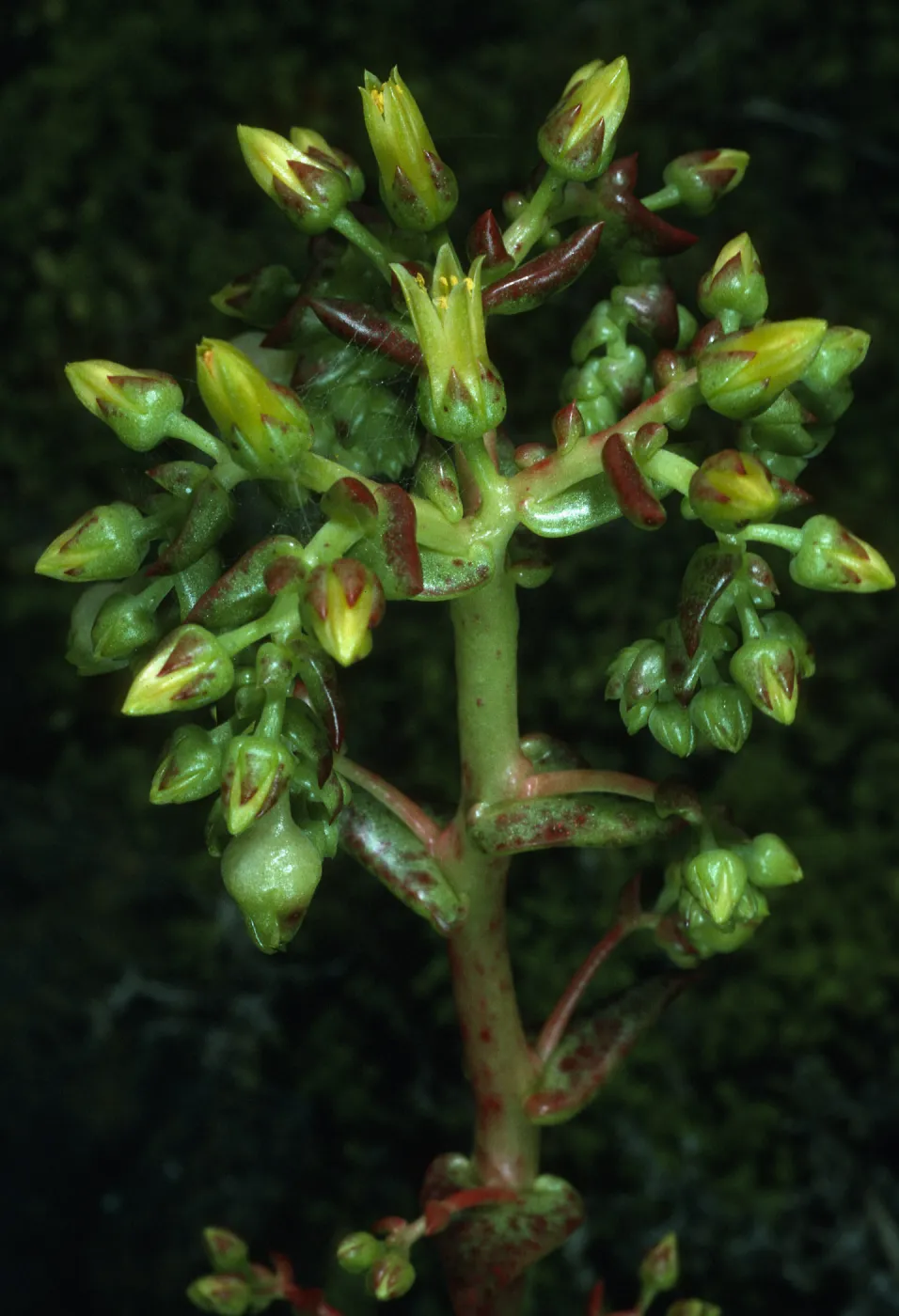 Dudleya cultrata