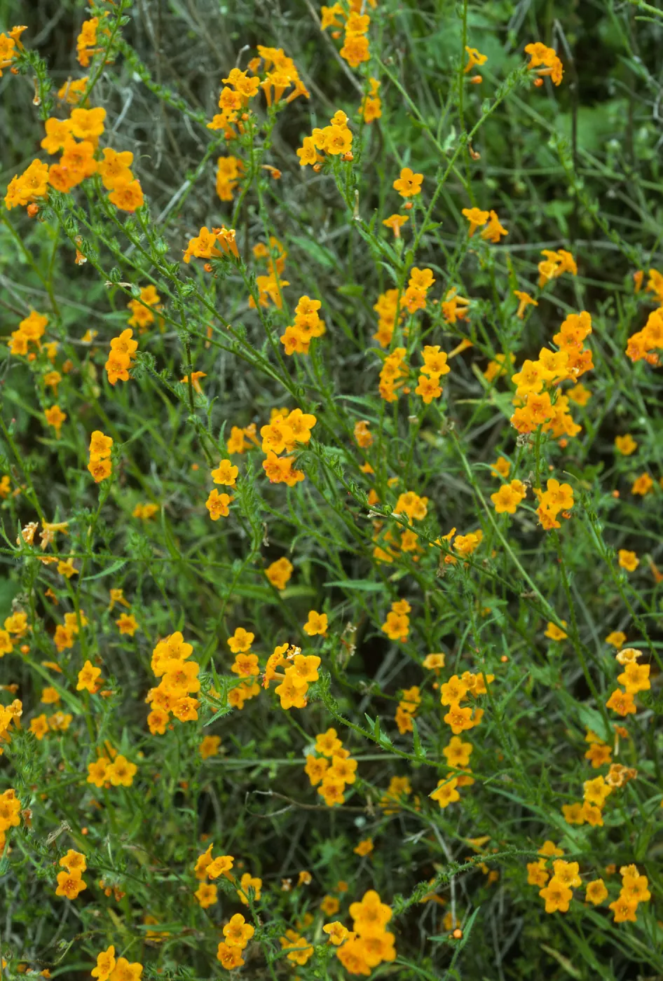 Amsinckia inepta