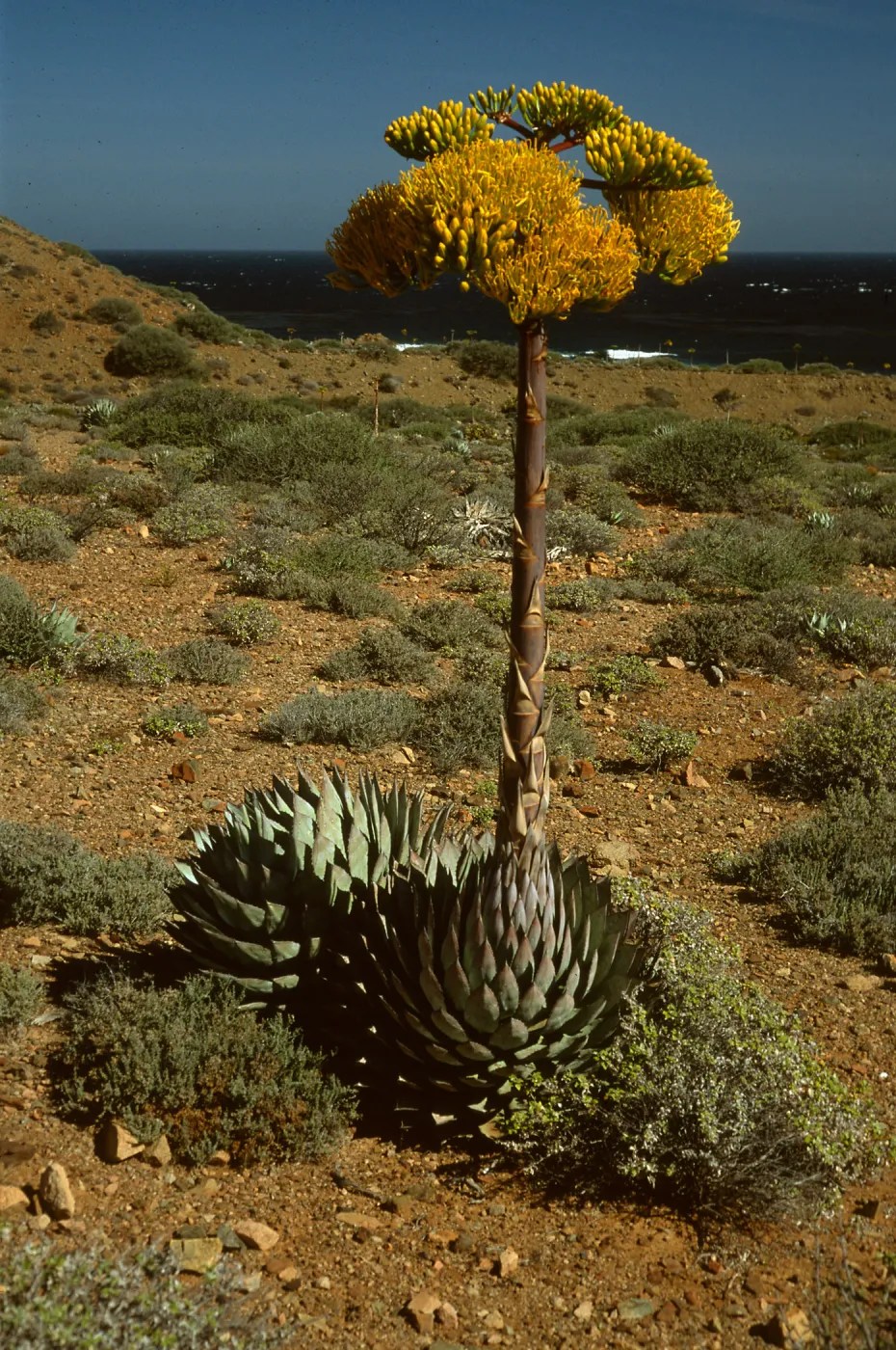 Agave (Century Plant)
