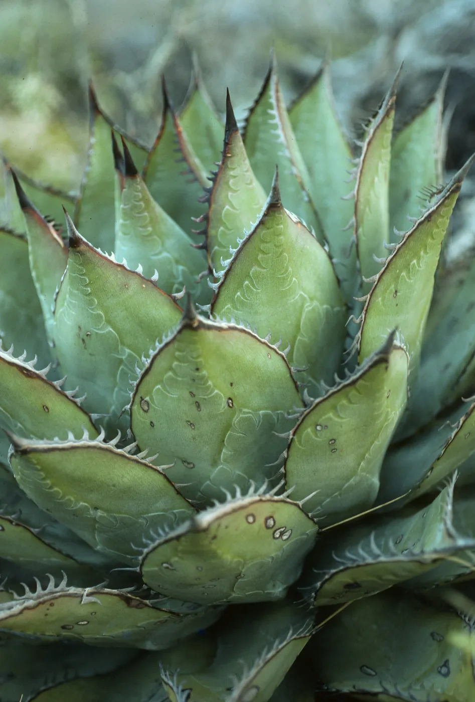 Agave (Century Plant). upper Canon de la Mina, Cedros Isl.