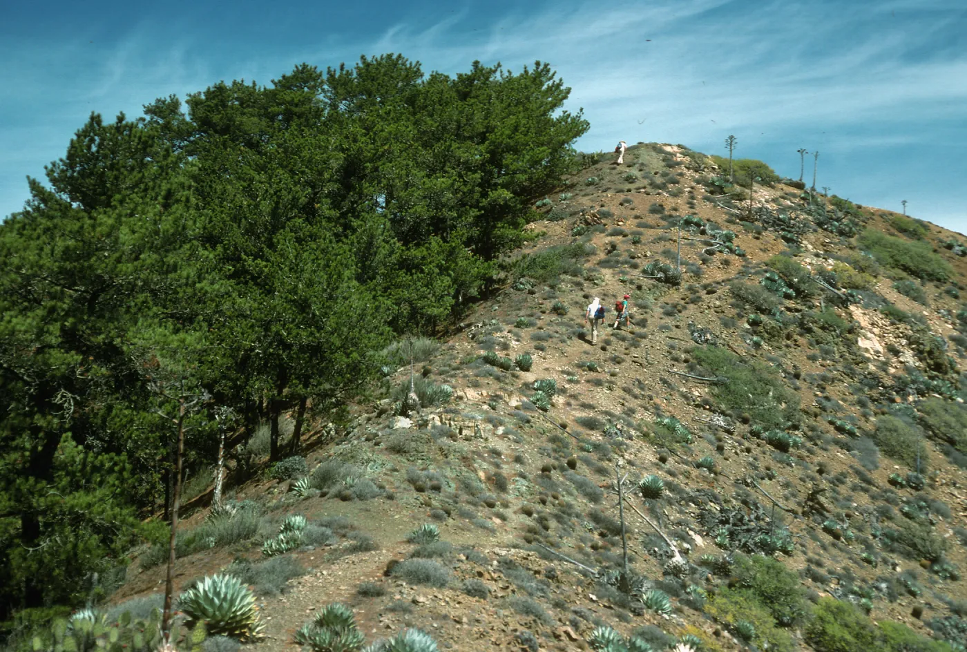 Pines on ridgetop, N. of Canon de la Mina, Cedros Isl.