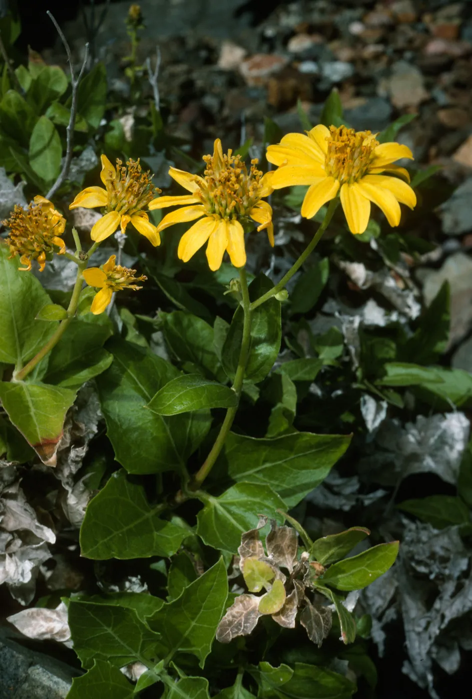 Verbesina hastata, Canada de la Mina, Cedros Isl.