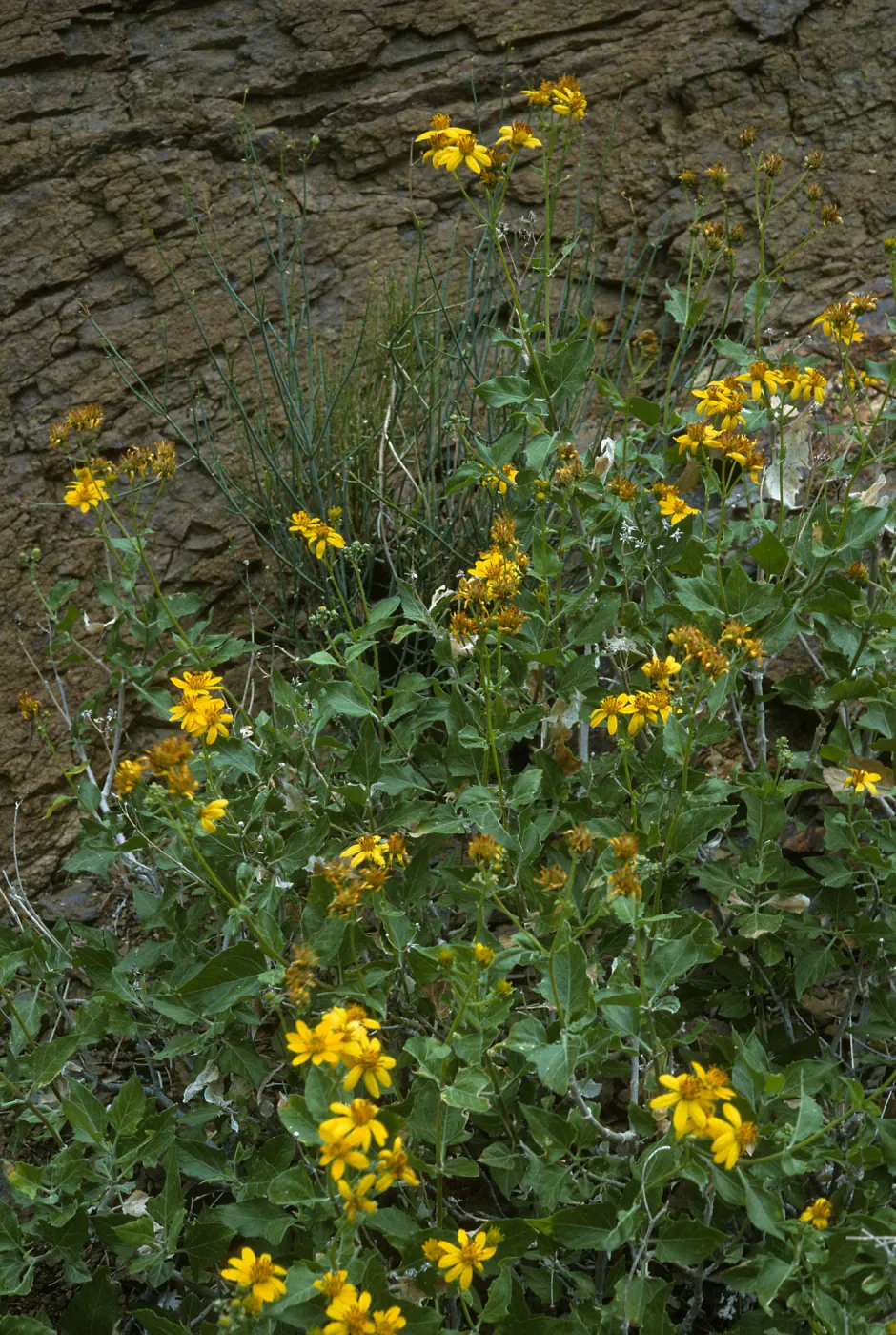 Verbesina hastata