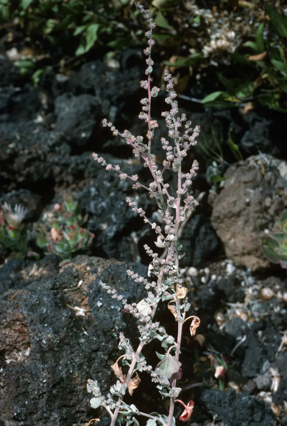 Chenopodium flagellifolium, San Martin Isl.