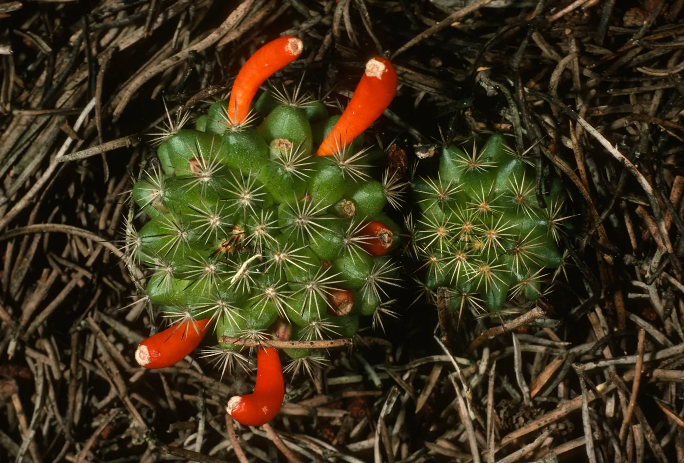 Mammillaria goodridgei, Cedros Isl.