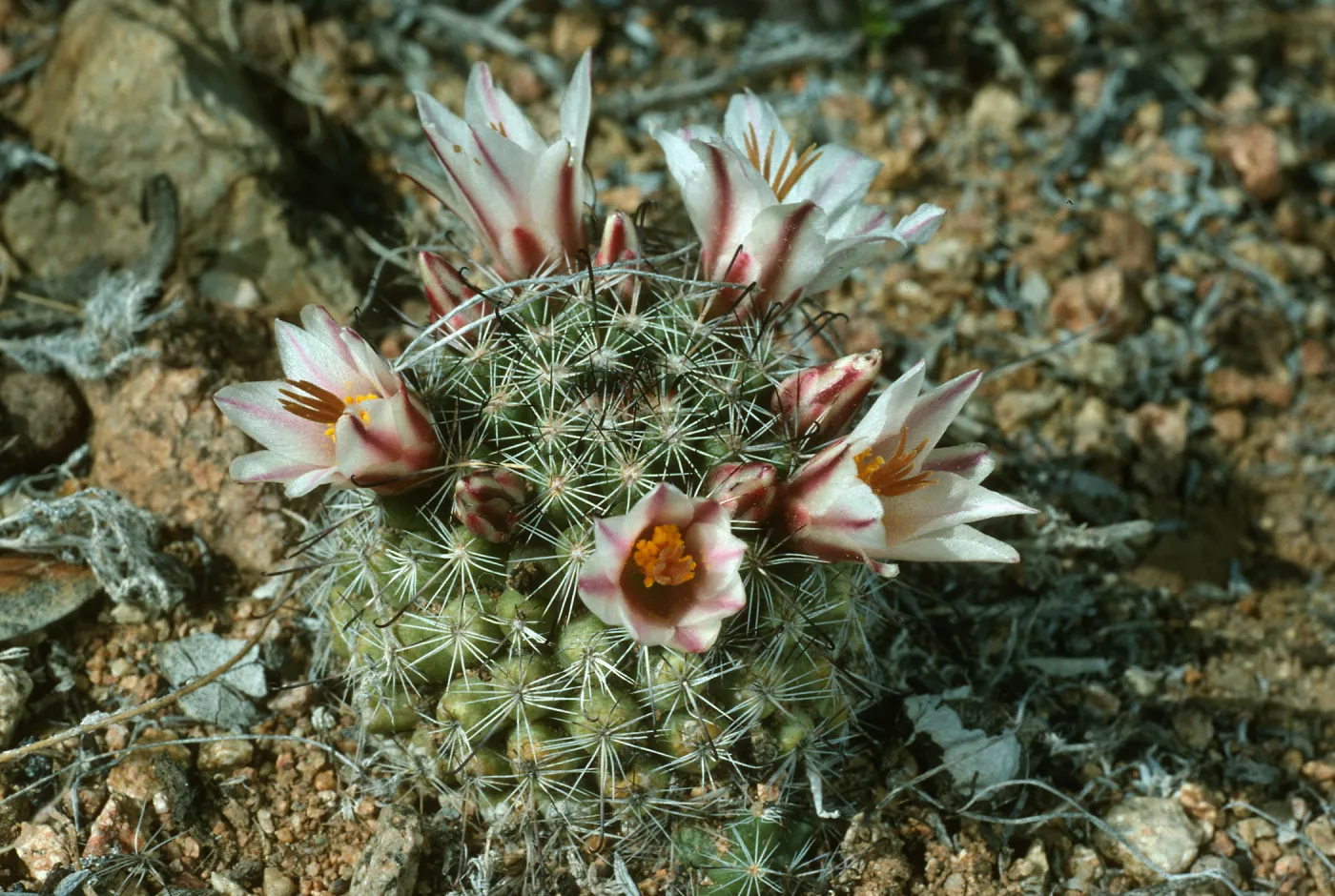 Mammillaria