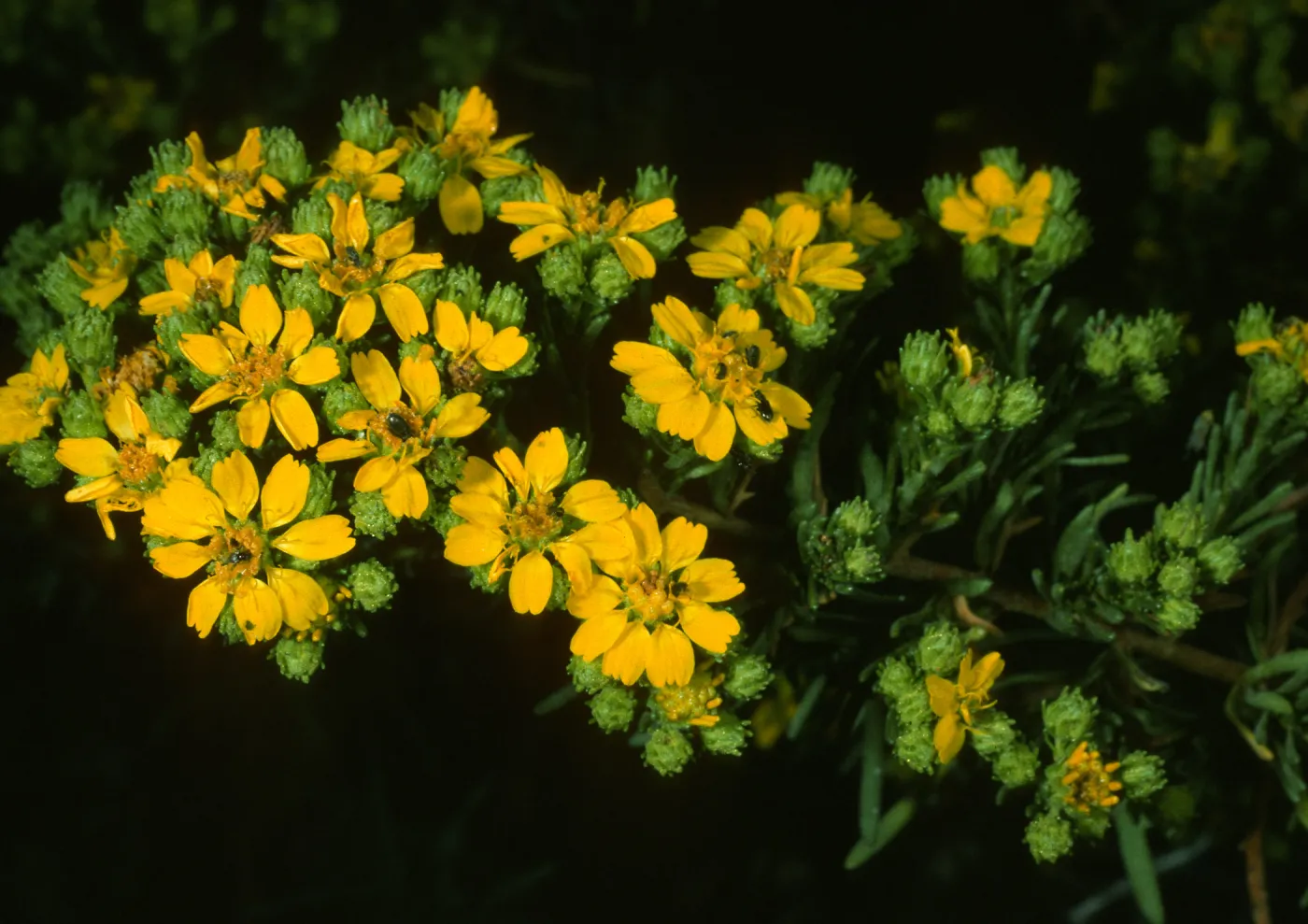 Hemizonia, Todos Santos