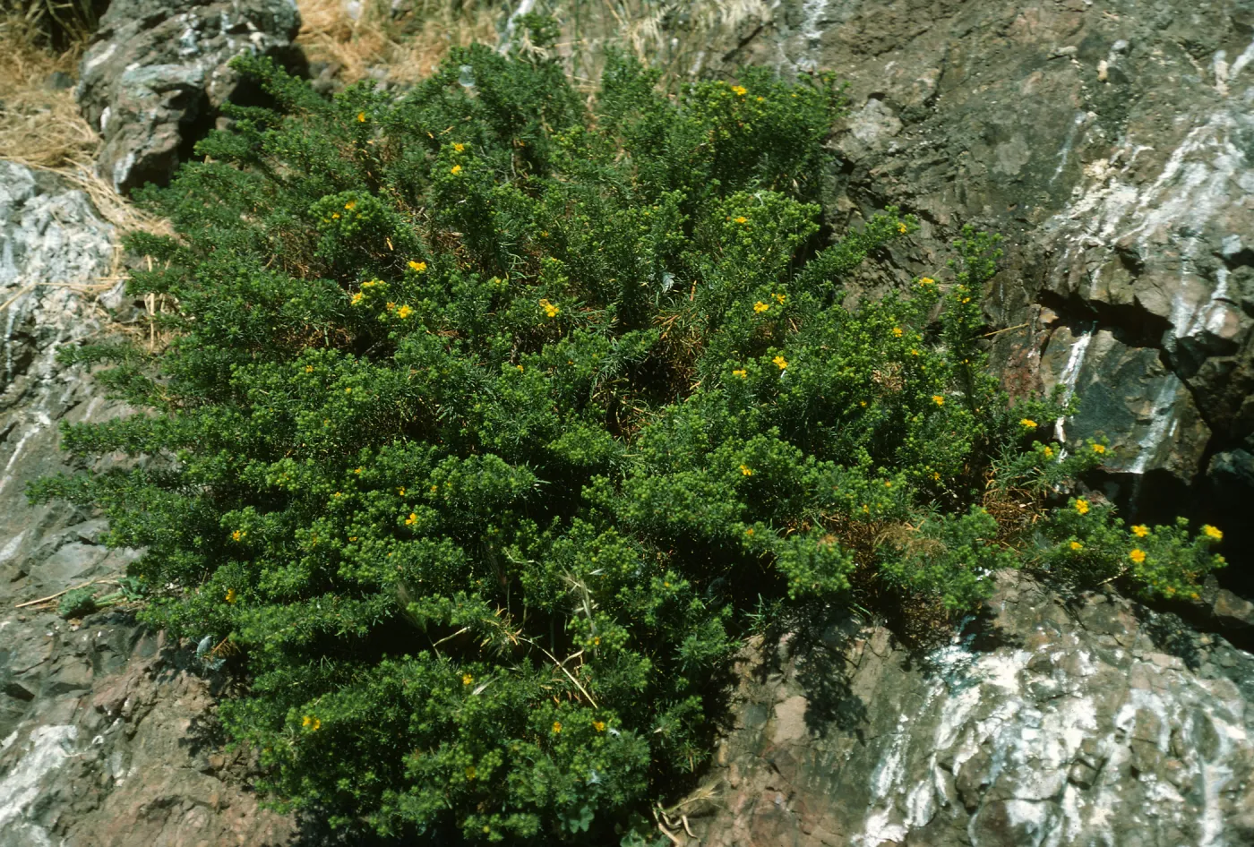 Hemizonia, Todos Santos