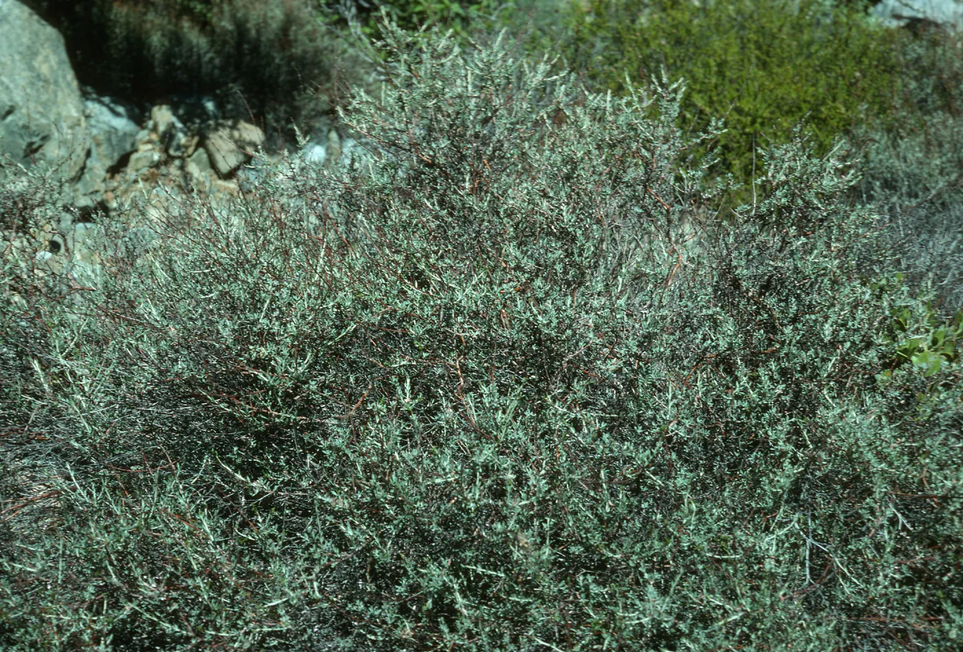 Eriogonum wrightii