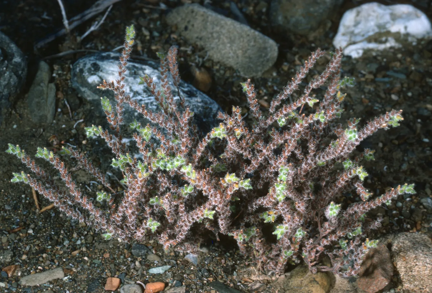 Cryptantha, Gran Canon, Cedros Isl.