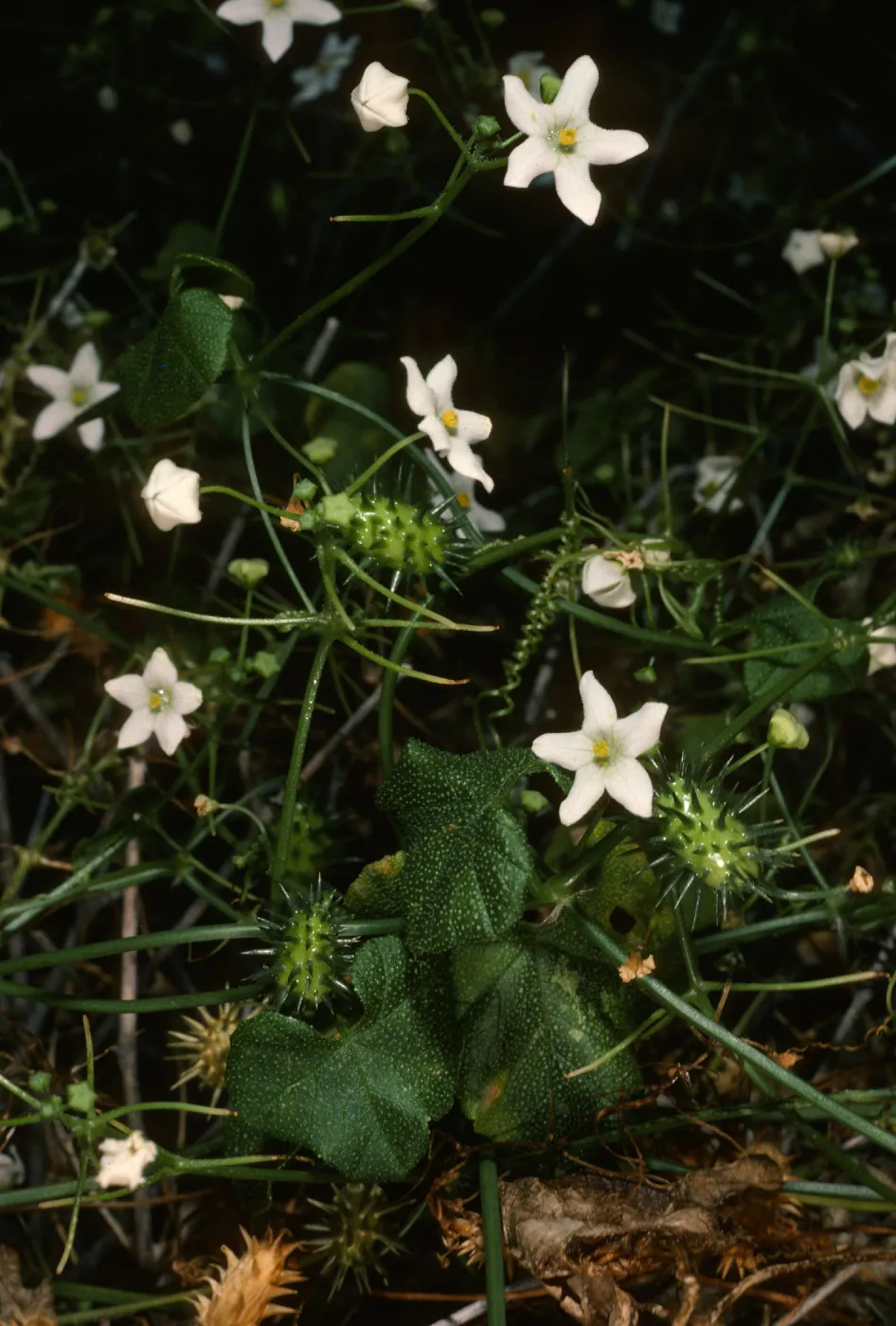 Echinopepon wrightii, Gran Canon, Cedros Isl.