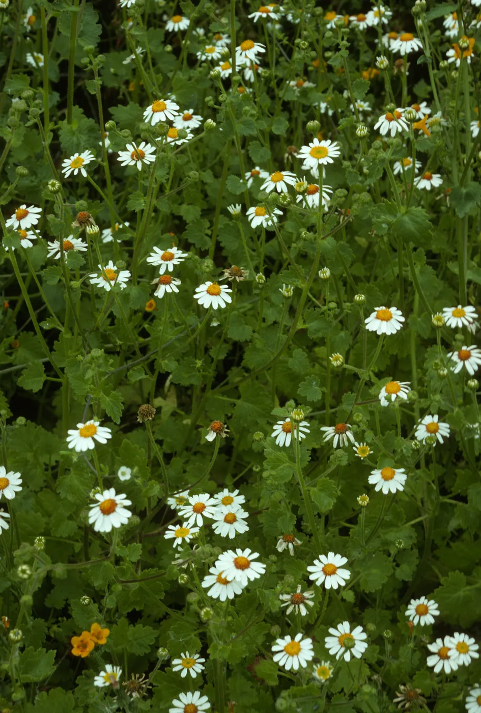 Amauria rotundifolia, San Martin Island, trail to crater