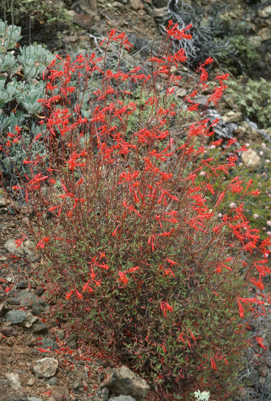 Xylonagra arborea, upper Canon de la Mina, Cedros Isl.