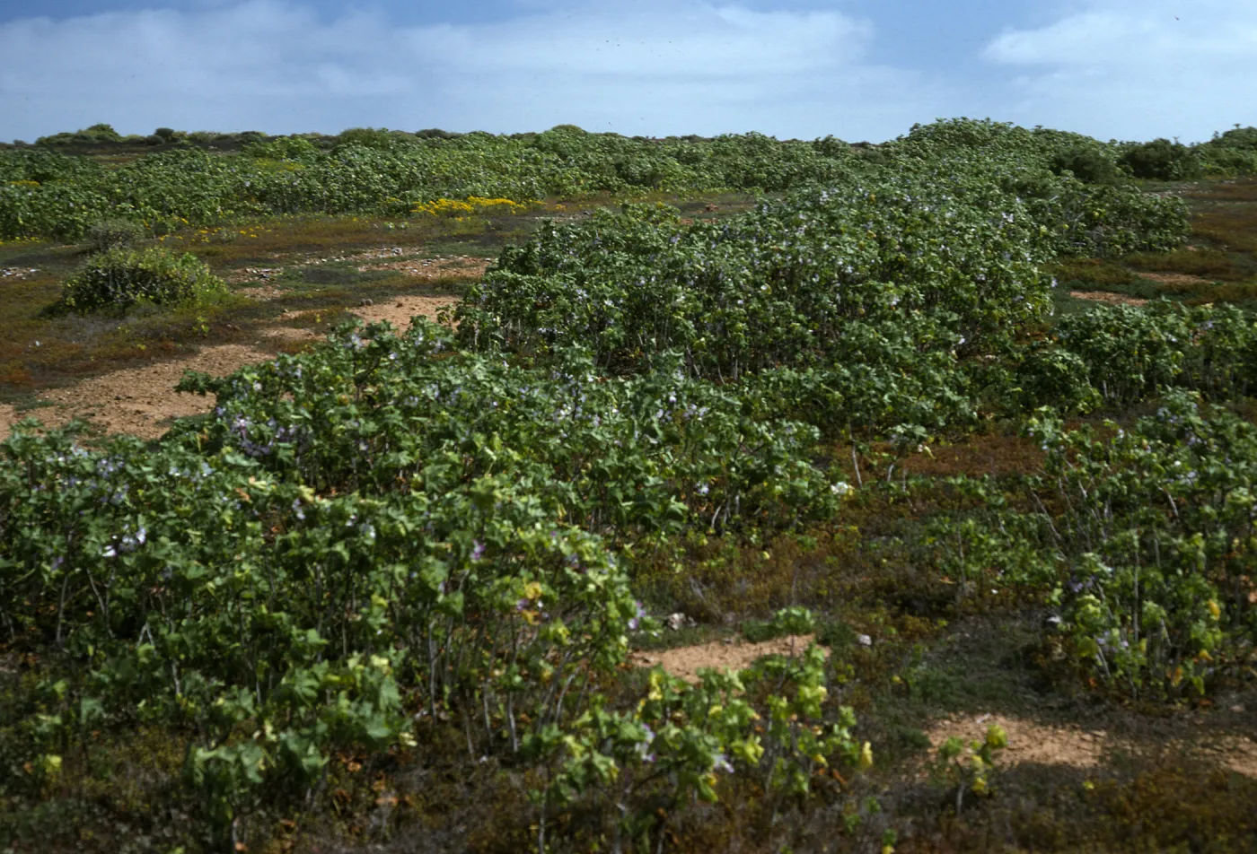 Lavatera venosa, West San Benito Island