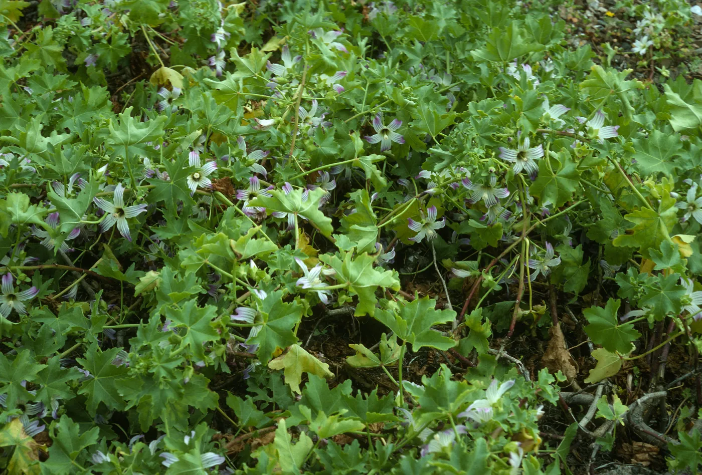 Lavatera venosa, West San Benito Island