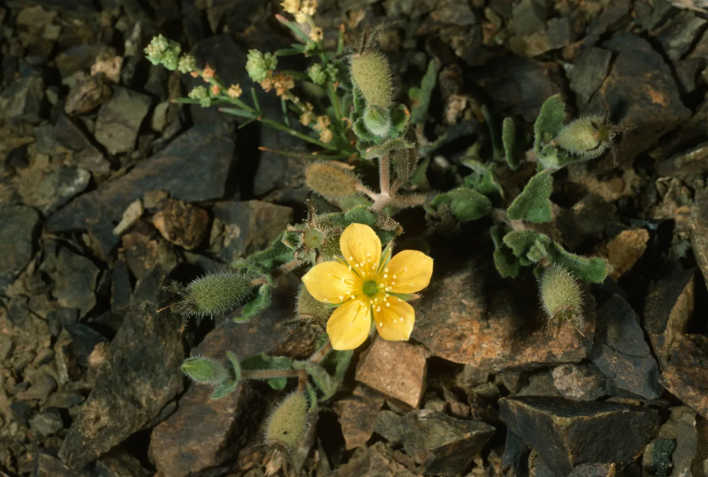 Mentzelia hirsutissima var. nesiotes, Natividad Isl.