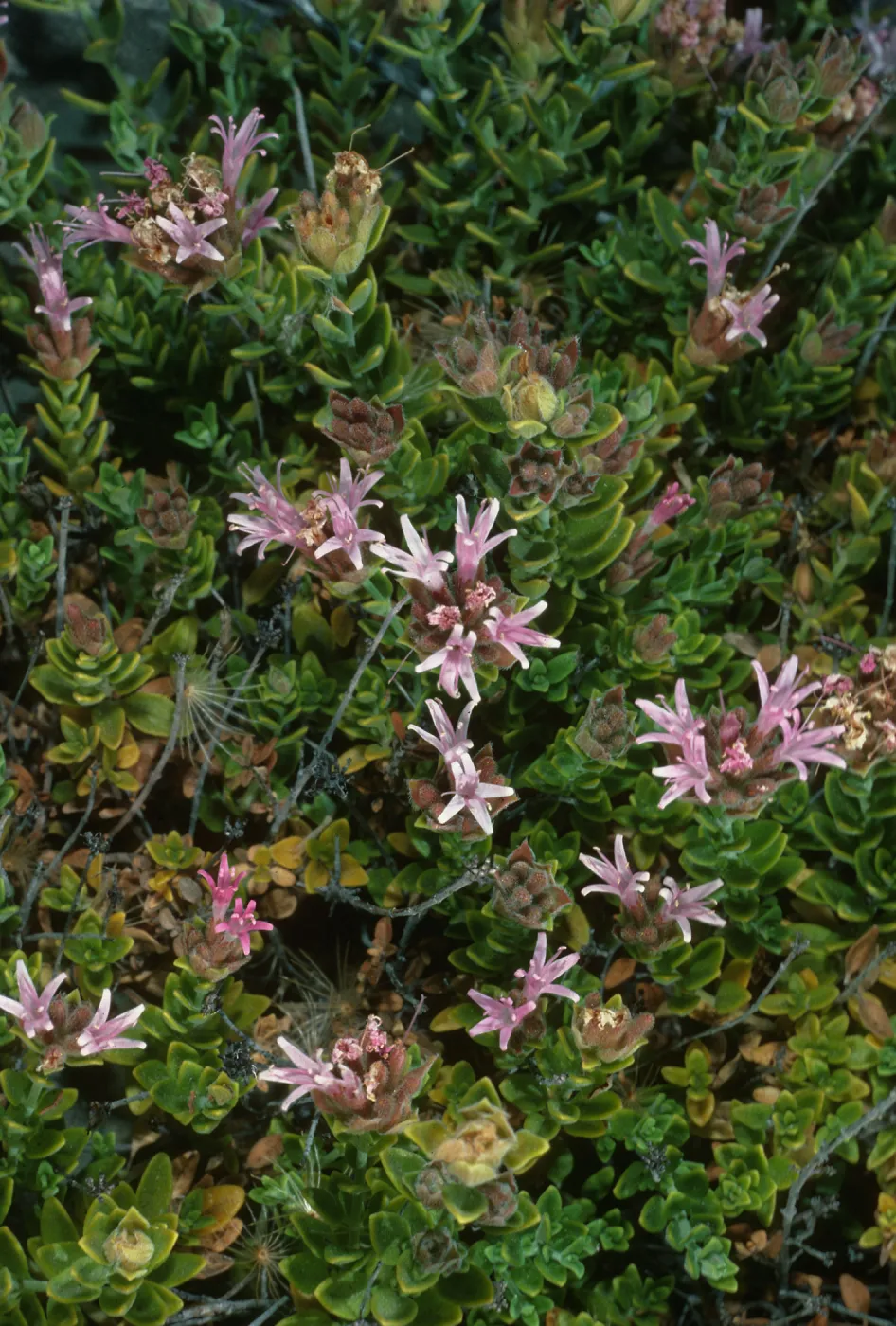 Monardella thymifolia, Gran Canon, Cedros Isl.