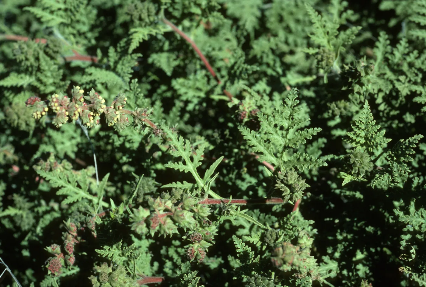 Ambrosia camphorata, Cedros Island