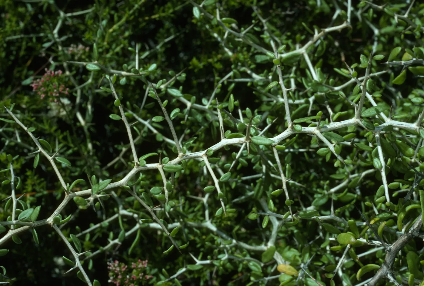Zizyphus, Canon de la Mina, Cedros Island