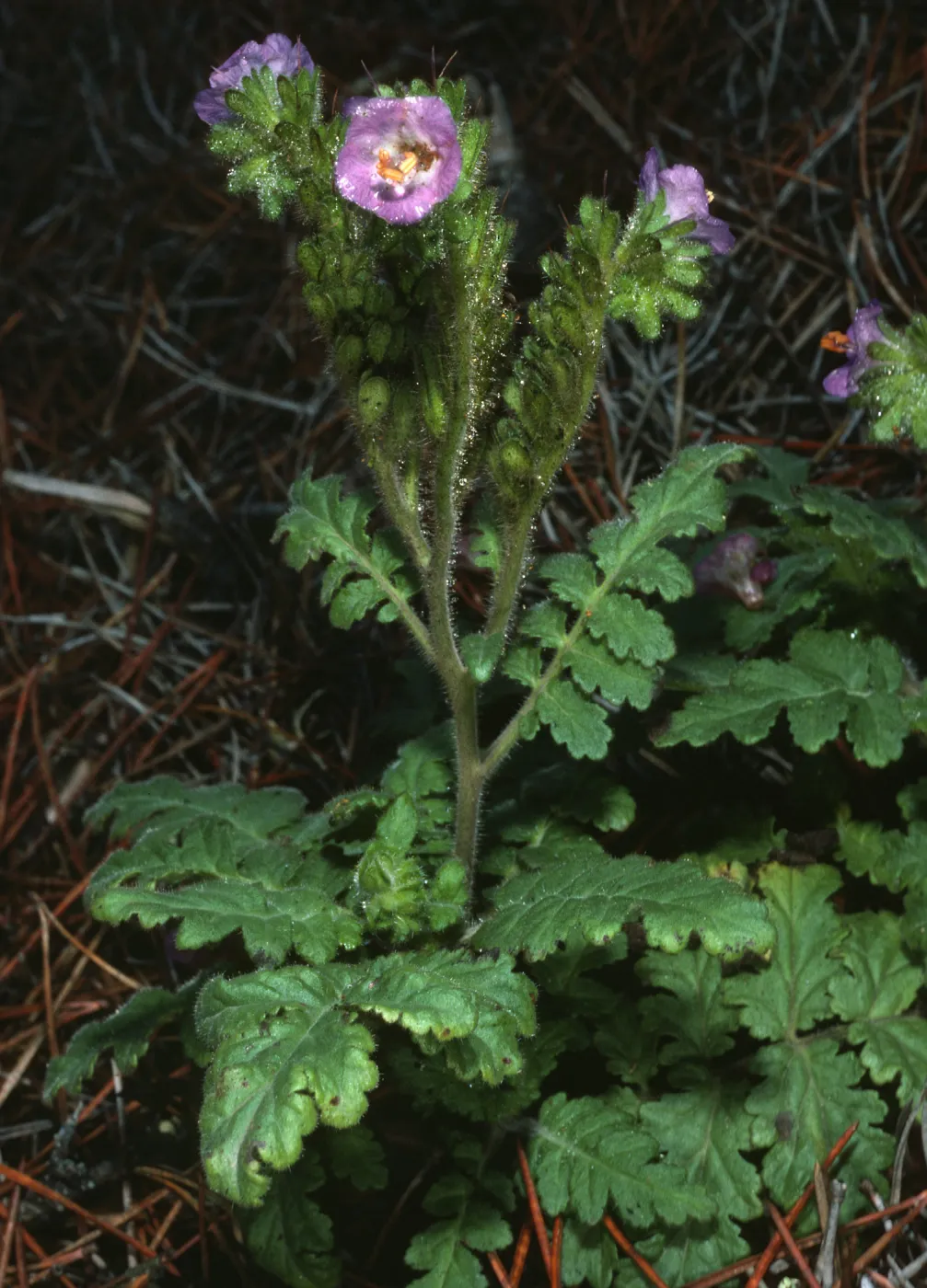 Phacelia, under pines, W. of head of Canon de la Mina, Cedros Isl.
