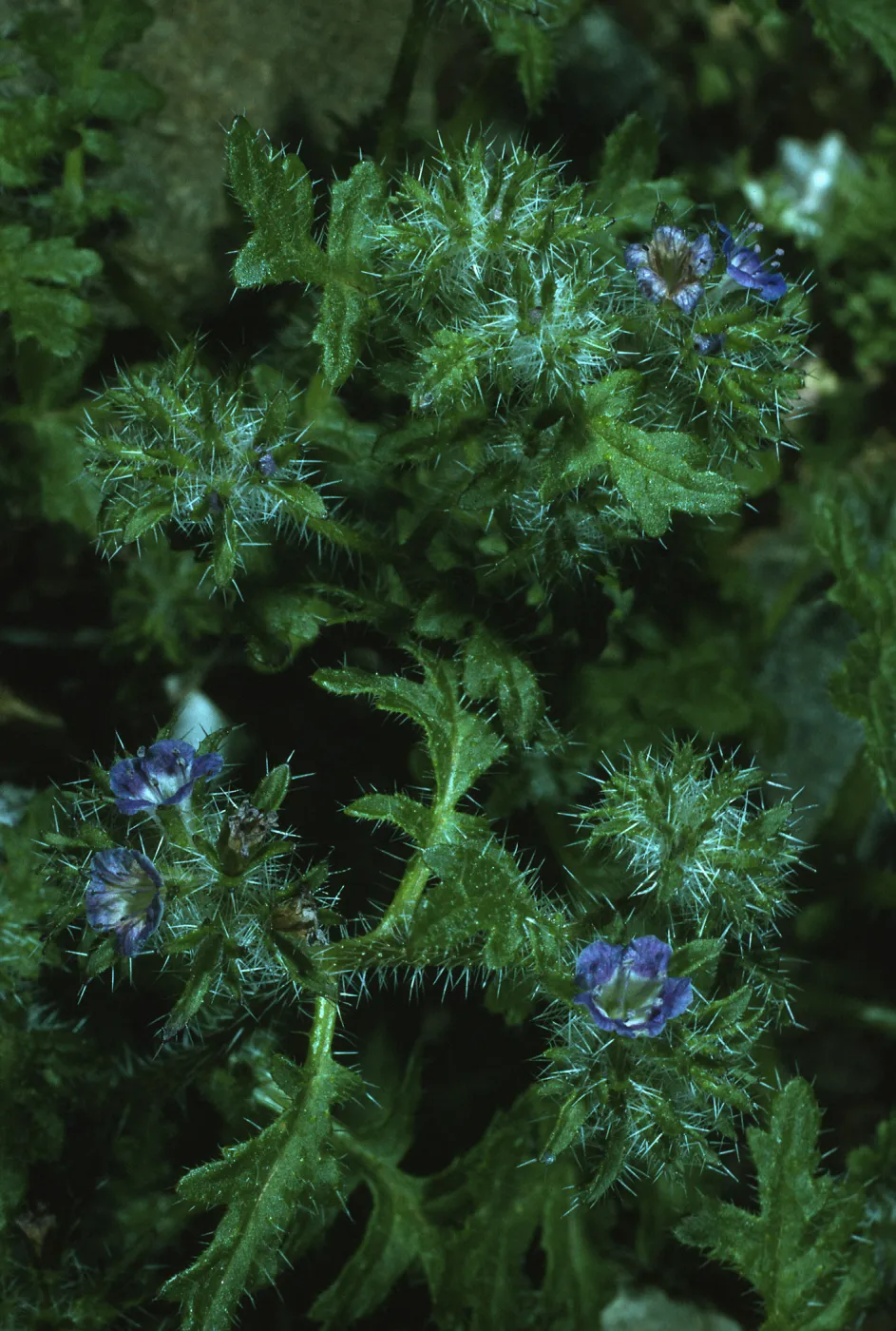 Phacelia cedroensis, Canon de la Mina. Cedros Island