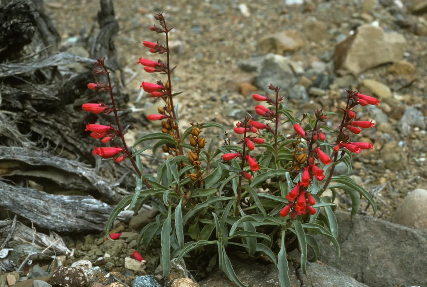 Penstemon cedroensis, Gran Canon, Cedros Isl.