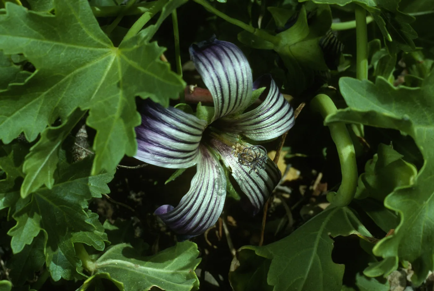 Lavatera venusa, W. San Benito Island.