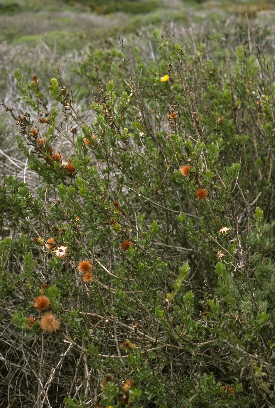 Haplopappus berberides, Todos Santos Islands