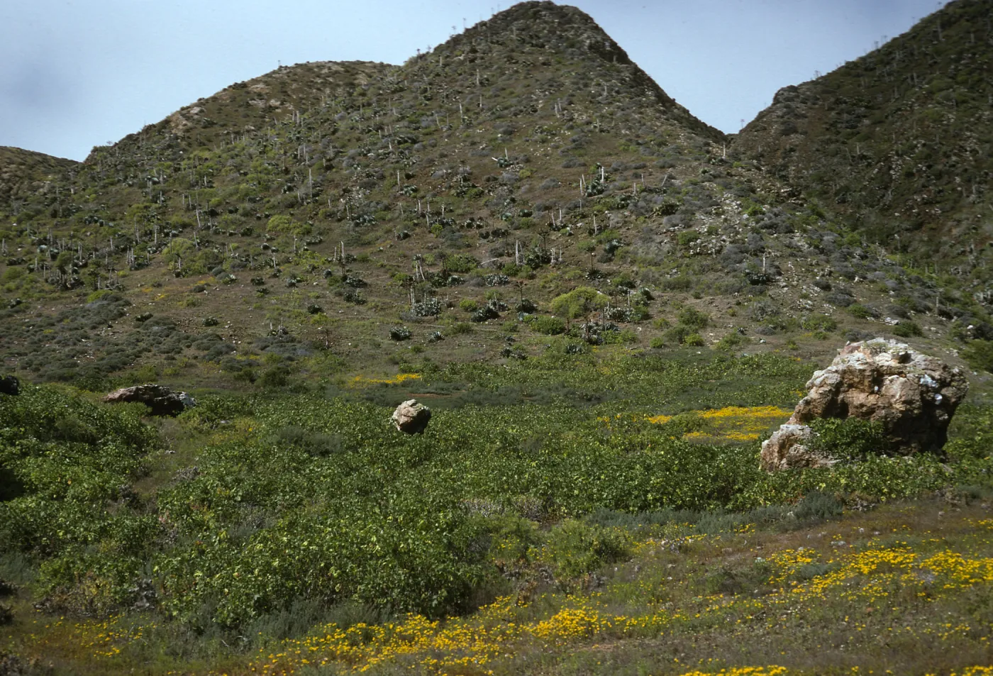 Lavatera, Hemizonia, W. San Benito Island