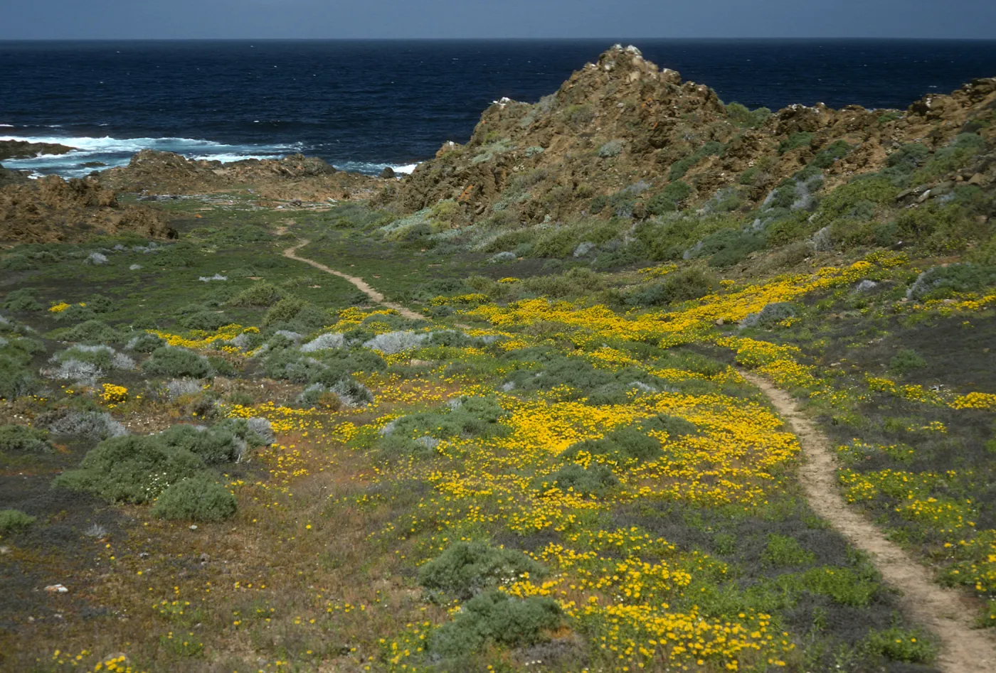 Hemizonia streetsii, trail at NW side, W. San Benito Isl.