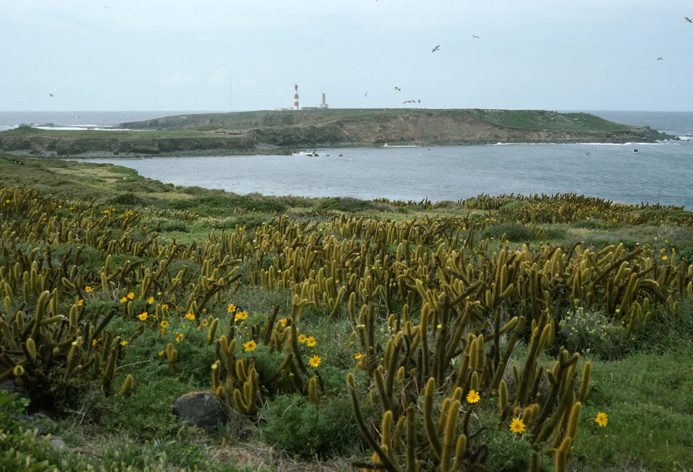 Encelia, Bergerocactus, NE side of Todos Santos
