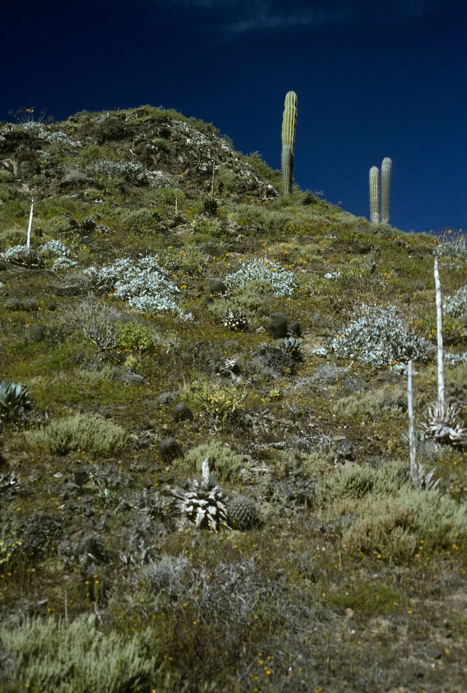 Canyon on East side, Natividad Island
